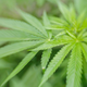 Green foliage of Cannabis sativa
Generic image